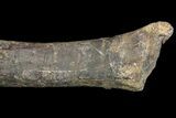 Fossil Hadrosaur (Kritosaurus) Femur - Aguja Formation, Texas #76726-4